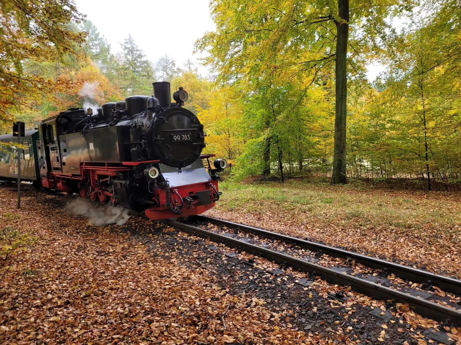 Trainieren Sie in einem Wald